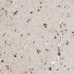 RGAG4 Antibody, Novus Biologicals:Antibodies:Primary Antibodies