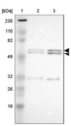RGAG4 Antibody, Novus Biologicals:Antibodies:Primary Antibodies
