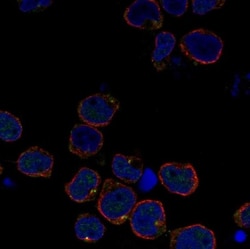 RGL4 Antibody, Novus Biologicals 0.1mL; Unlabeled:Antibodies, Polyclonal