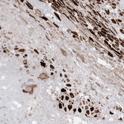 RGL4 Antibody, Novus Biologicals 0.1mL; Unlabeled:Antibodies, Polyclonal