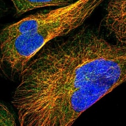 RGNEF Antibody, Novus Biologicals:Antibodies:Primary Antibodies