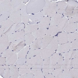 RGNEF Antibody, Novus Biologicals:Antibodies:Primary Antibodies