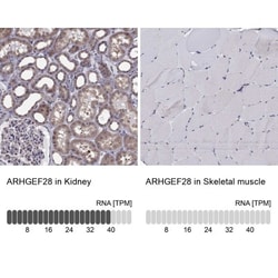 RGNEF Antibody, Novus Biologicals:Antibodies:Primary Antibodies