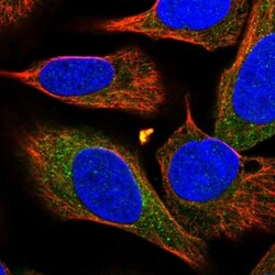 RGP1 Antibody, Novus Biologicals:Antibodies:Primary Antibodies