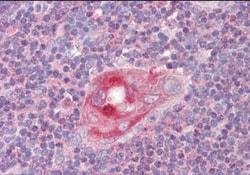 RGS1 Antibody, Novus Biologicals 0.1mg; Unlabeled:Antibodies, Polyclonal