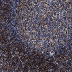 RGS10 Antibody, Novus Biologicals:Antibodies:Primary Antibodies