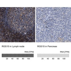 RGS10 Antibody, Novus Biologicals:Antibodies:Primary Antibodies