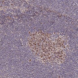 RGS14 Antibody, Novus Biologicals:Antibodies:Primary Antibodies