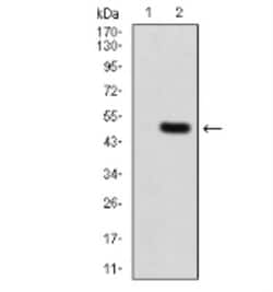 RHAMM/CD168 Antibody (2F2C9) - BSA Free, Novus Biologicals 0.1mg; Unlabeled:Antibodies,