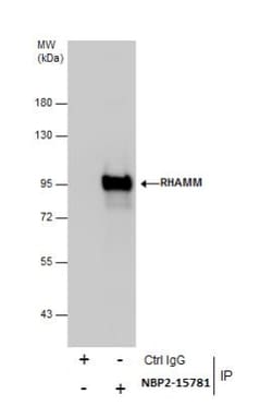 RHAMM/CD168 Antibody, Novus Biologicals 0.1mL; Unlabeled:Antibodies, Polyclonal