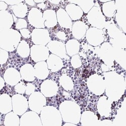 RHBDL3 Antibody, Novus Biologicals:Antibodies:Primary Antibodies