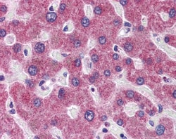 RHBG Antibody, Novus Biologicals 0.05mg; Unlabeled:Antibodies, Polyclonal
