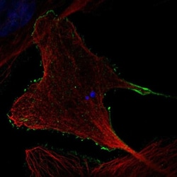 RHOBTB2 Antibody, Novus Biologicals:Antibodies:Primary Antibodies