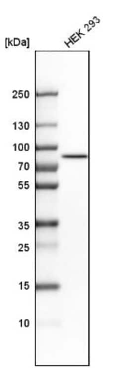 RHOT2 Antibody, Novus Biologicals 25 &mu;L; Unlabeled:Antibodies, Polyclonal
