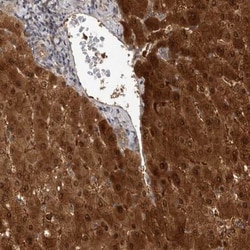 RHPN1 Antibody, Novus Biologicals 0.1mL; Unlabeled:Antibodies, Polyclonal