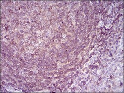 RIAM/APBB1IP Antibody (7E7D12) - BSA Free, Novus Biologicals 0.1mg; Unlabeled:Antibodies,