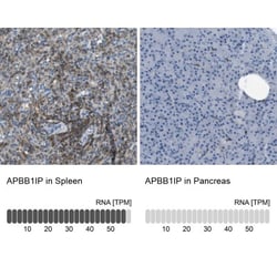RIAM/APBB1IP Antibody, Novus Biologicals 0.1mL; Unlabeled:Antibodies, Polyclonal