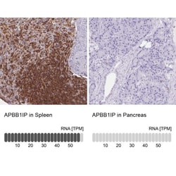 RIAM/APBB1IP Antibody, Novus Biologicals 25 &mu;L, Unlabeled:Antibodies,