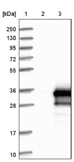 RILPL2 Antibody, Novus Biologicals 0.1mL; Unlabeled:Antibodies, Polyclonal