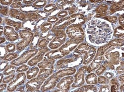 RIN2 Antibody, Novus Biologicals 0.1mL; Unlabeled:Antibodies, Polyclonal