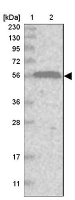 RIN2 Antibody, Novus Biologicals 0.1mL; Unlabeled:Antibodies, Polyclonal