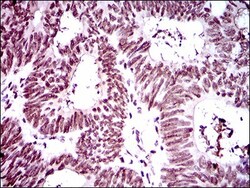 RING1 Antibody (8C12F4) - BSA Free, Novus Biologicals 0.1mL; Unlabeled:Antibodies,