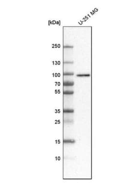 RINT1 Antibody, Novus Biologicals 0.1mL; Unlabeled:Antibodies, Polyclonal