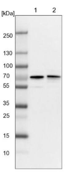 LHX9 Antibody, Novus Biologicals:Antibodies:Primary Antibodies