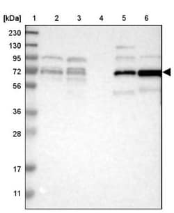 MCM4 Antibody, Novus Biologicals:Antibodies:Primary Antibodies