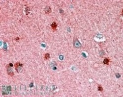 RKIP/PBP Antibody, Novus Biologicals 0.1mg; Unlabeled:Antibodies, Polyclonal