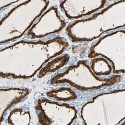 RKIP/PBP Antibody, Novus Biologicals 0.1mL; Unlabeled:Antibodies, Polyclonal