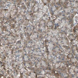 RKIP/PBP Antibody, Novus Biologicals 0.1mL; Unlabeled:Antibodies, Polyclonal