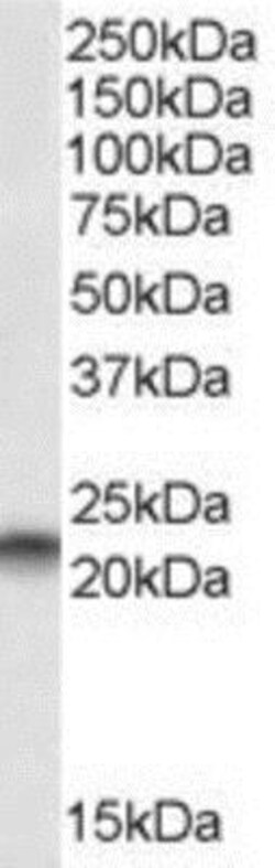 RKIP/PBP Antibody, Novus Biologicals 0.1mg; Unlabeled:Antibodies, Polyclonal