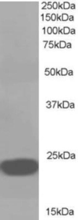RKIP/PBP Antibody, Novus Biologicals 0.1mg; Unlabeled:Antibodies, Polyclonal