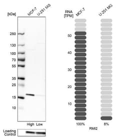 RMI2 Antibody, Novus Biologicals:Antibodies:Primary Antibodies