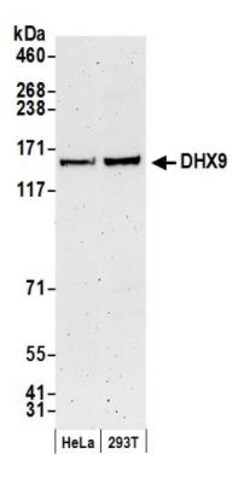 RNA Helicase A Antibody, Novus Biologicals 0.1mL; Unlabeled:Antibodies,