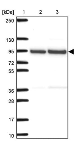 RNA polymerase I termination factor Antibody, Novus Biologicals 0.1mL;