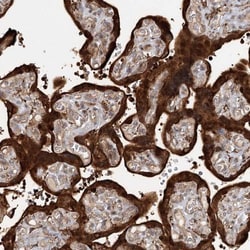 RNF111 Antibody, Novus Biologicals:Antibodies:Primary Antibodies