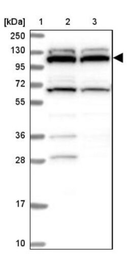 RNF111 Antibody, Novus Biologicals:Antibodies:Primary Antibodies