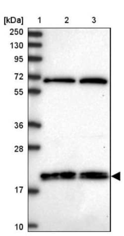 RNF181 Antibody, Novus Biologicals:Antibodies:Primary Antibodies