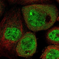RNF219 Antibody, Novus Biologicals:Antibodies:Primary Antibodies