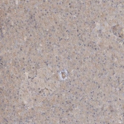 RNF219 Antibody, Novus Biologicals:Antibodies:Primary Antibodies