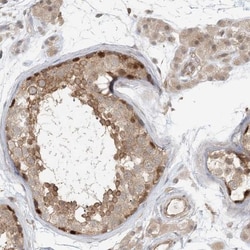 RNF219 Antibody, Novus Biologicals:Antibodies:Primary Antibodies