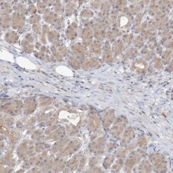 RNF219 Antibody, Novus Biologicals:Antibodies:Primary Antibodies