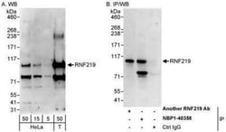 RNF219 Antibody, Novus Biologicals 0.1mL; Unlabeled:Antibodies, Polyclonal