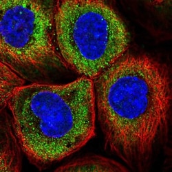 RNF23 Antibody, Novus Biologicals 0.1mL; Unlabeled:Antibodies, Polyclonal