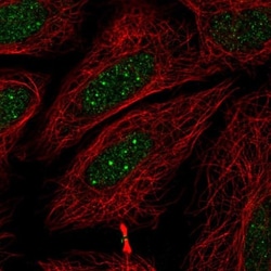 RNF41 Antibody, Novus Biologicals:Antibodies:Primary Antibodies