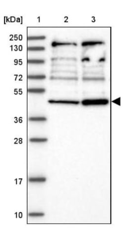 RNF44 Antibody, Novus Biologicals:Antibodies:Primary Antibodies