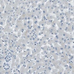 RNF70 Antibody, Novus Biologicals 25 &mu;L; Unlabeled:Antibodies, Polyclonal