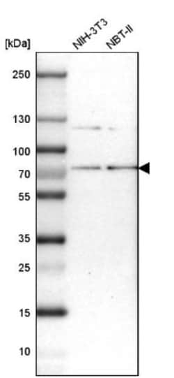 RNGTT Antibody, Novus Biologicals 0.1mL; Unlabeled:Antibodies, Polyclonal